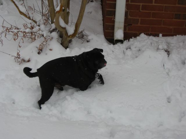 Winter Storm 2004, photo 14