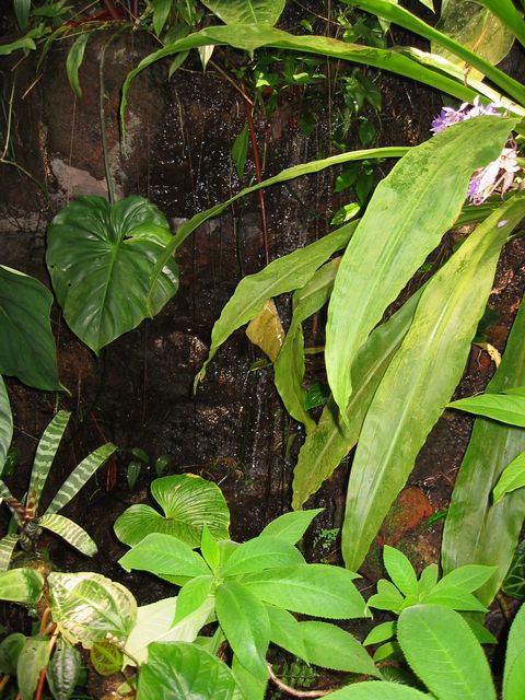 Orchids - Atlanta Botanical Gardens, photo 8