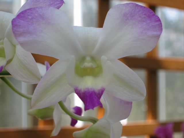 Orchids - Atlanta Botanical Gardens, photo 19