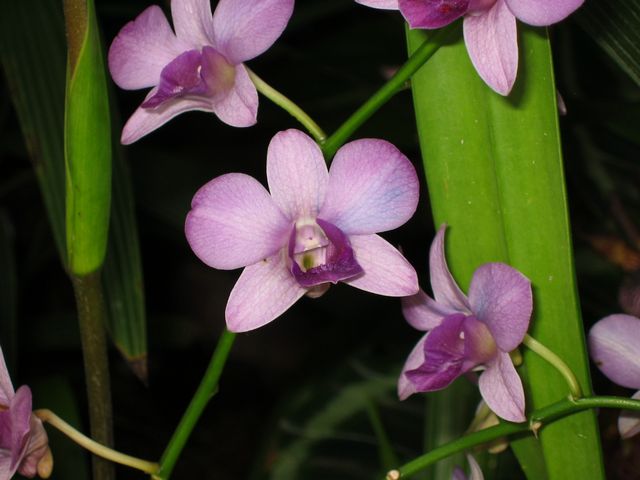 Orchids - Atlanta Botanical Gardens, photo 26