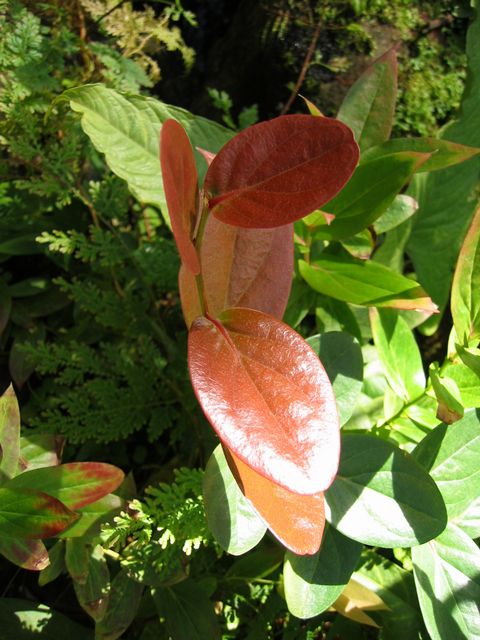 Orchids - Atlanta Botanical Gardens, photo 42