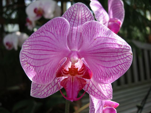 Orchids - Atlanta Botanical Gardens, photo 47