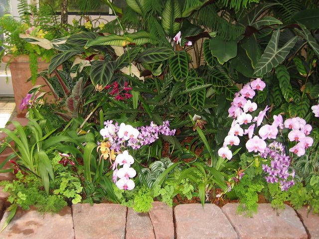 Orchids - Atlanta Botanical Gardens, photo 48