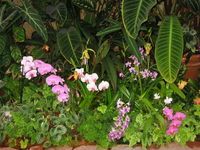 Orchids - Atlanta Botanical Gardens, photo 49