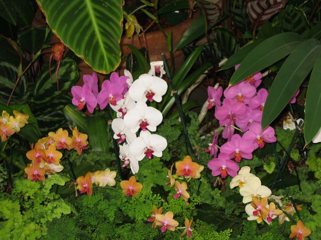Orchids - Atlanta Botanical Gardens, photo 50