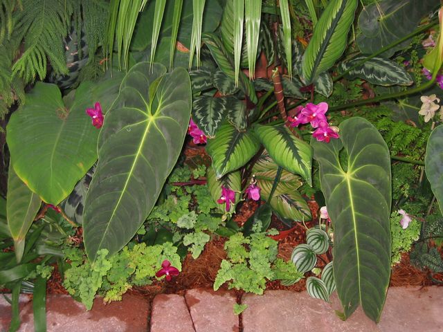 Orchids - Atlanta Botanical Gardens, photo 53