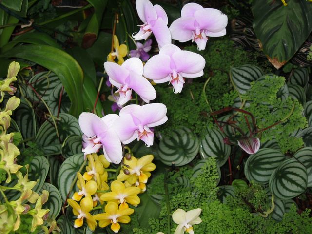 Orchids - Atlanta Botanical Gardens, photo 54