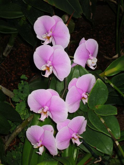 Orchids - Atlanta Botanical Gardens, photo 55