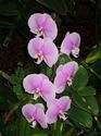Orchids - Atlanta Botanical Gardens