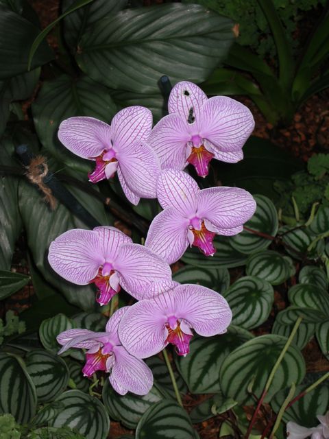 Orchids - Atlanta Botanical Gardens, photo 58