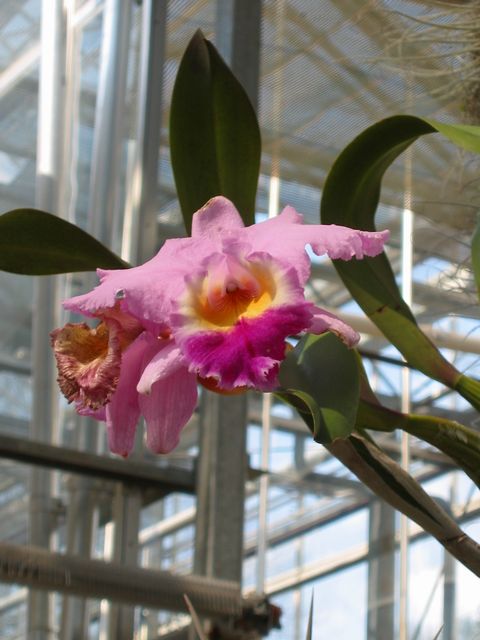 Orchids - Atlanta Botanical Gardens, photo 62