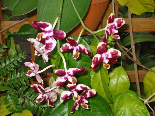 Orchids - Atlanta Botanical Gardens, photo 66