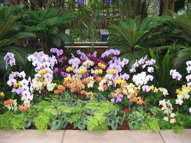 Orchids - Atlanta Botanical Gardens, photo 68