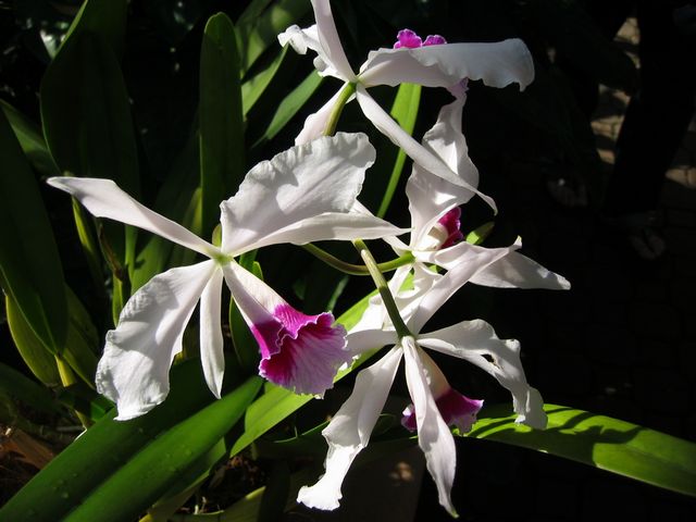 Orchids - Atlanta Botanical Gardens, photo 76
