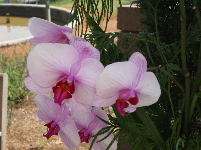 Orchids - Atlanta Botanical Gardens, photo 80