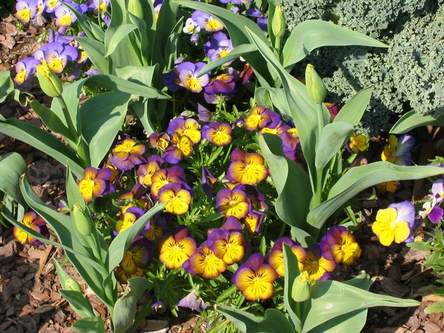 Orchids - Atlanta Botanical Gardens, photo 85