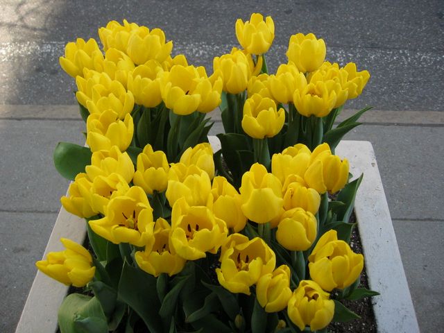New York City 2005, photo 105