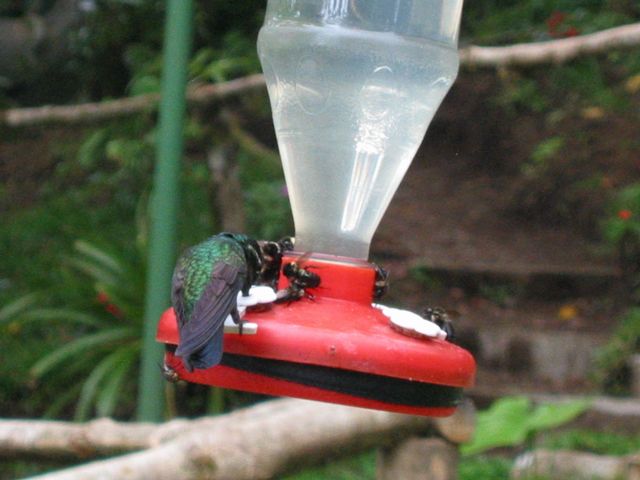Costa Rica 2005 - Monte Verde, photo 90