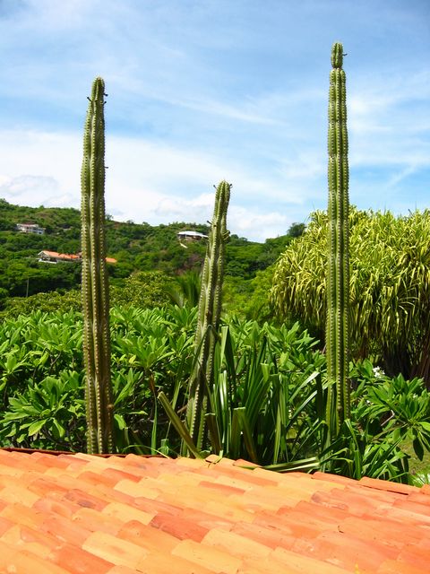 Costa Rica 2005 - El Ocotal, photo 27
