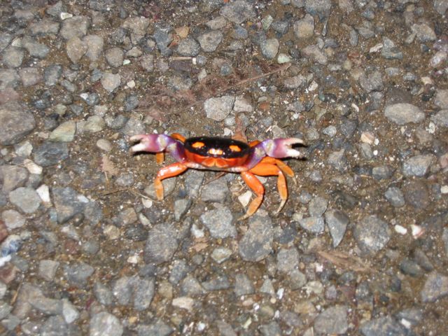 Costa Rica 2005 - Montezuma, photo 50