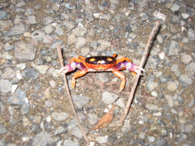 Costa Rica 2005 - Montezuma, photo 52