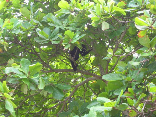 Costa Rica 2005 - Montezuma, photo 56