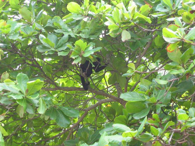 Costa Rica 2005 - Montezuma, photo 57