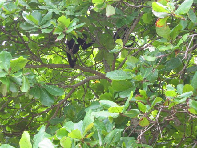 Costa Rica 2005 - Montezuma, photo 58