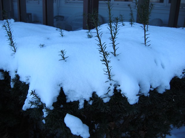 Wisconsin Winter 2006, photo 8