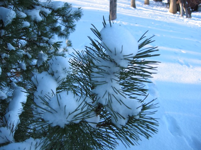 Wisconsin Winter 2006, photo 9
