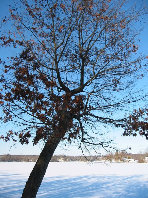 Wisconsin Winter 2006, photo 11
