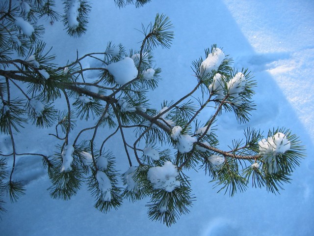Wisconsin Winter 2006, photo 12