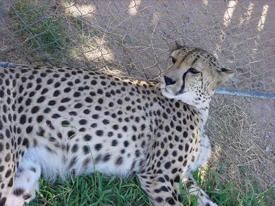Cheetah! Just Chilling.