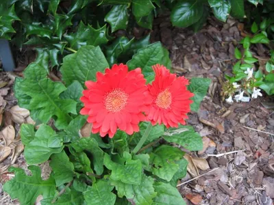 Photo 21