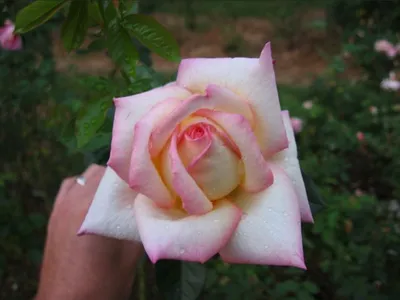 Photo 3