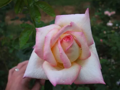 Photo 22