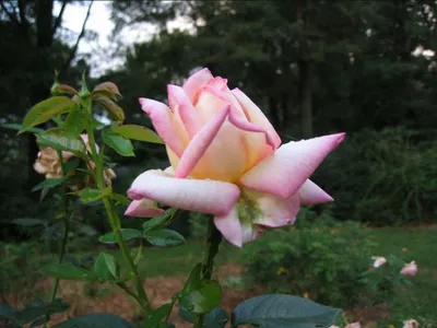 Photo 23