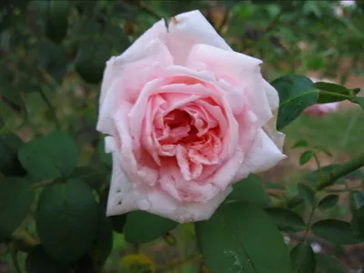 Photo 24