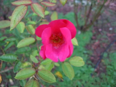 Photo 26