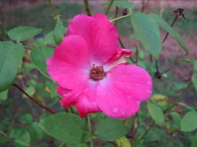 Photo 27