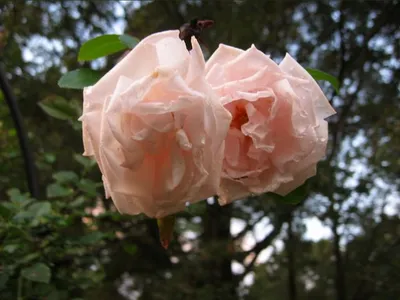 Photo 32
