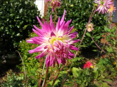 Photo 40