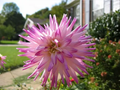 Photo 42