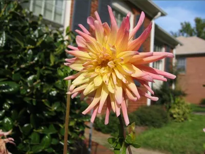 Photo 43