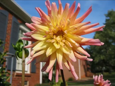 Photo 44