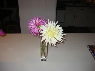 Photo 46