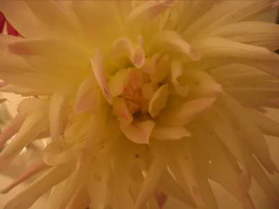 Photo 50