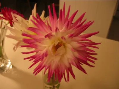 Photo 51