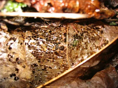 Photo 30