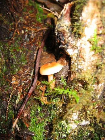Photo 31